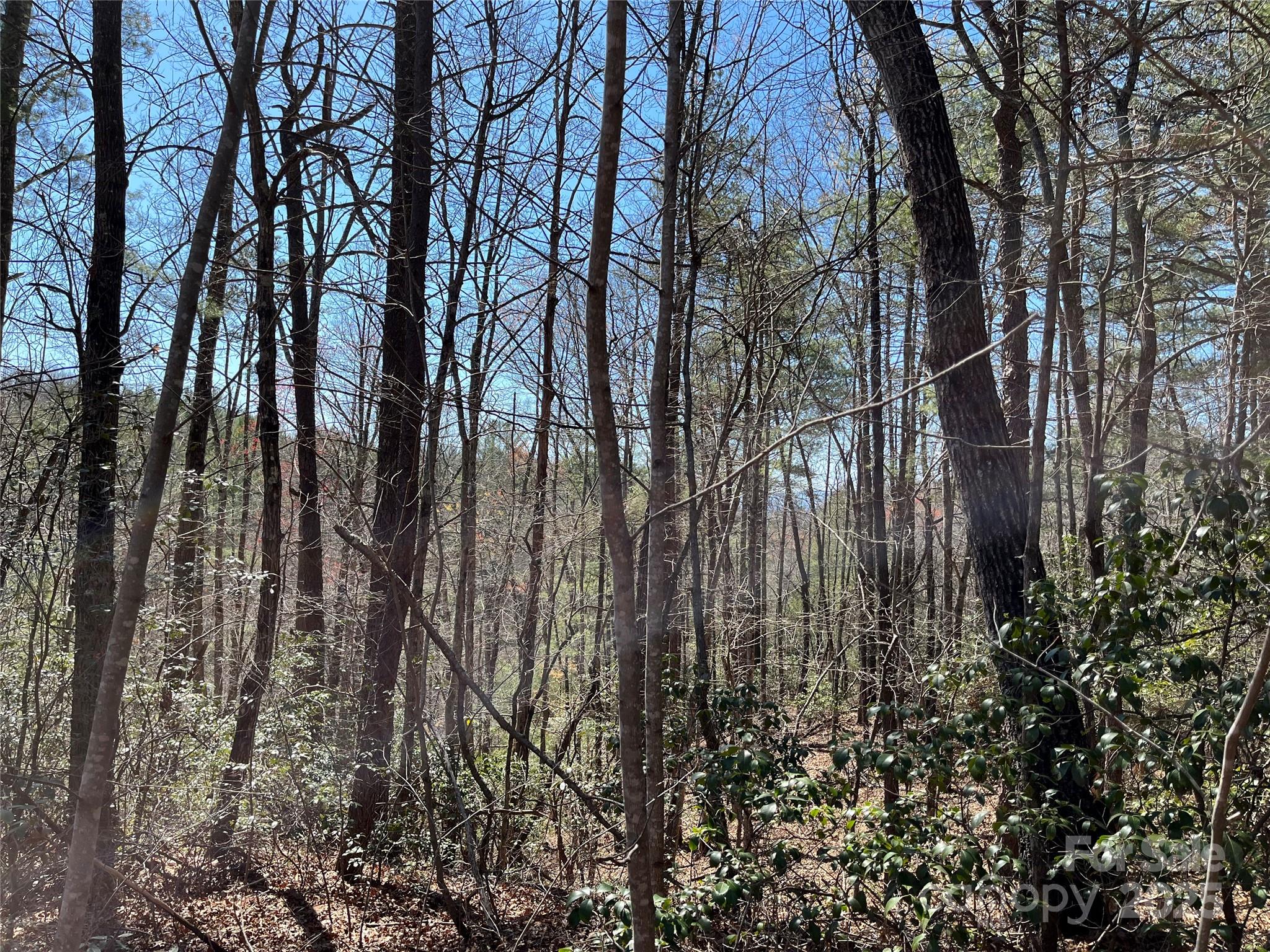 2500 Playmore Beach Road Lenoir, NC 28645 - Photo 31 of 38 a view of forest