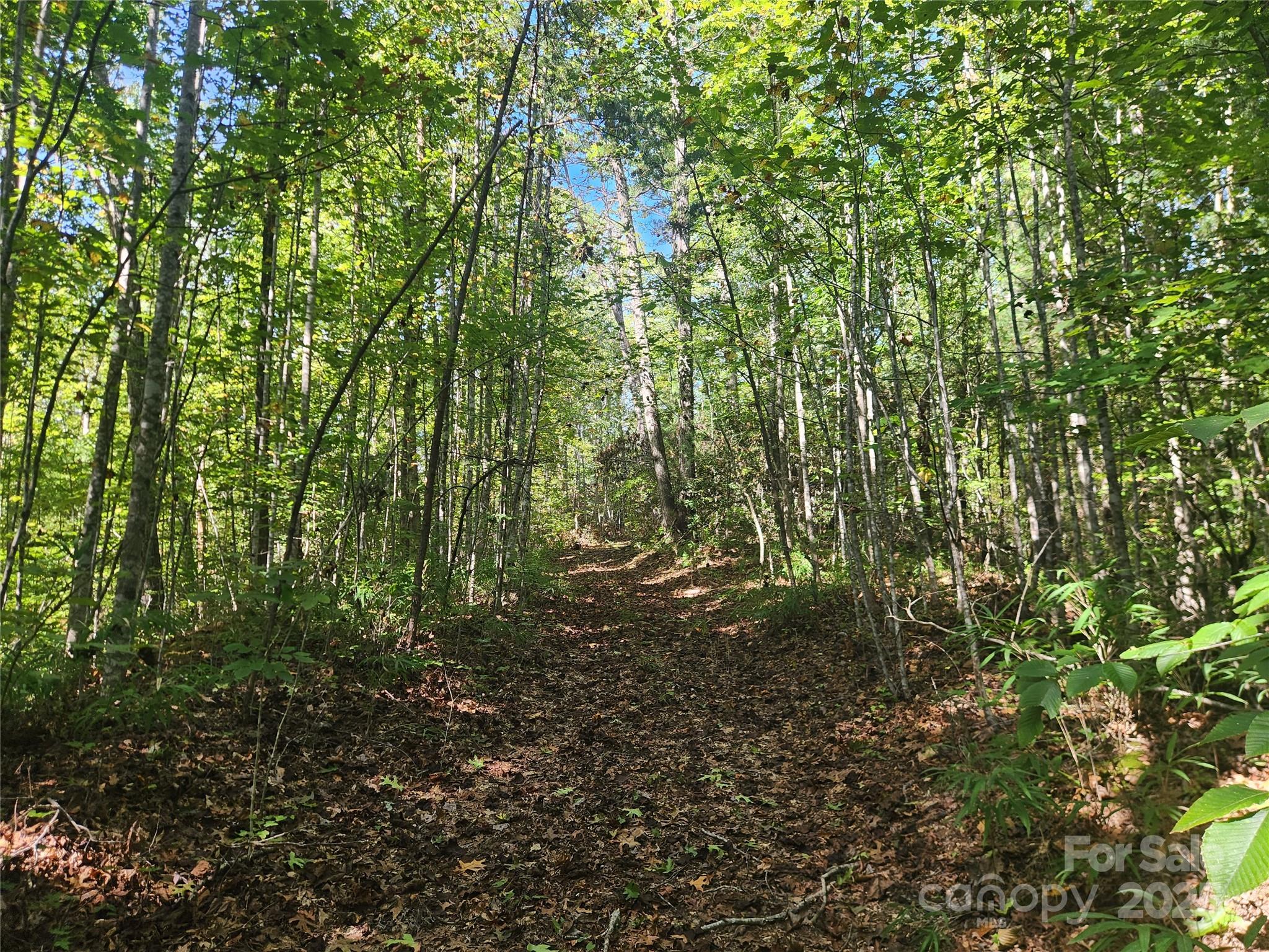 2500 Playmore Beach Road Lenoir, NC 28645 - Photo 5 of 38 a view of a yard with plants and trees