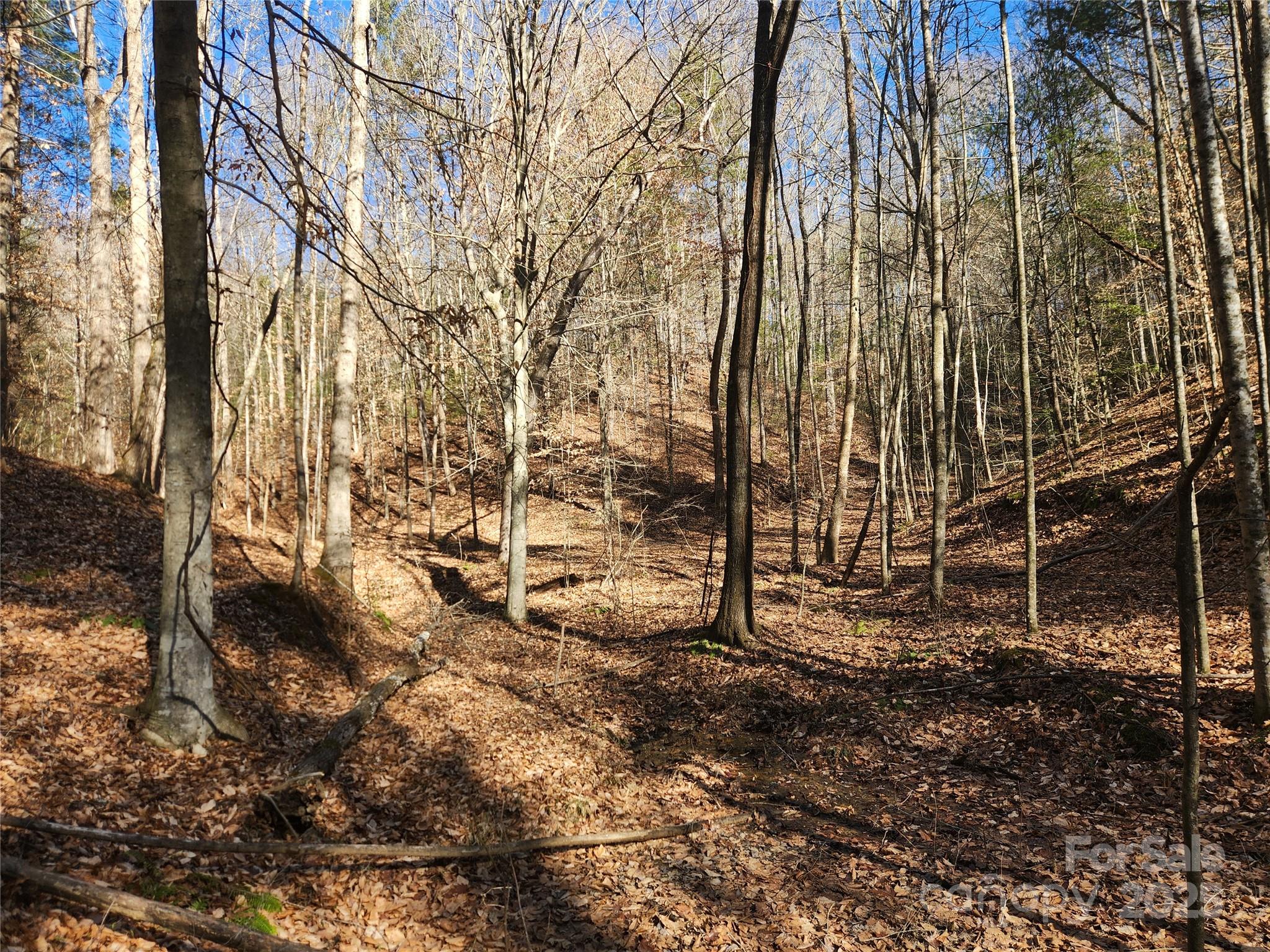 2500 Playmore Beach Road Lenoir, NC 28645 - Photo 8 of 38 a view of forest