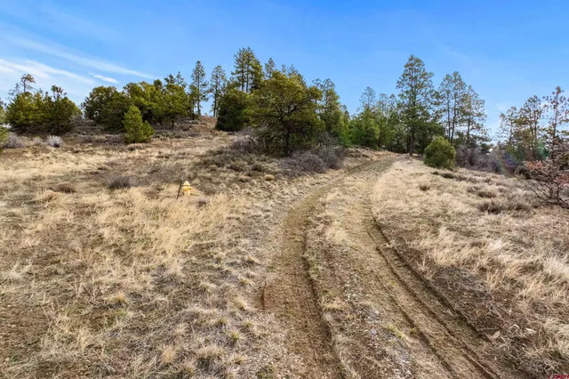 a view of a dry yard with trees in the background