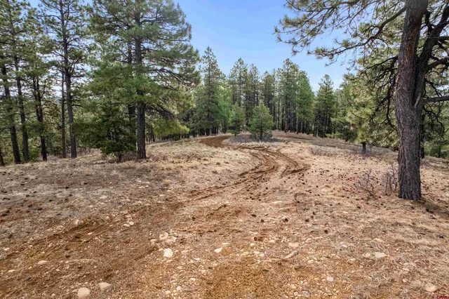 a view of a yard with trees