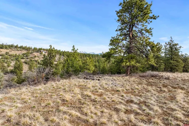 a view of a yard with a tree