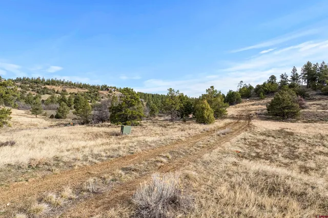 a view of a dry yard with trees