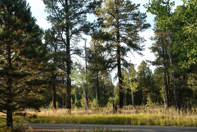 a view of a lake view with lots of trees