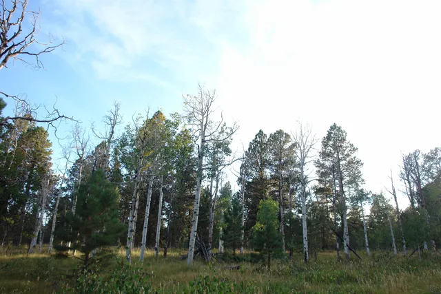 a close view of electric trees