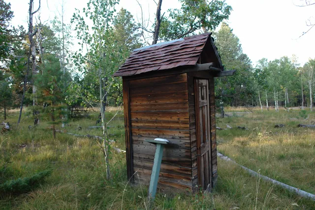 a view of a tree in a yard