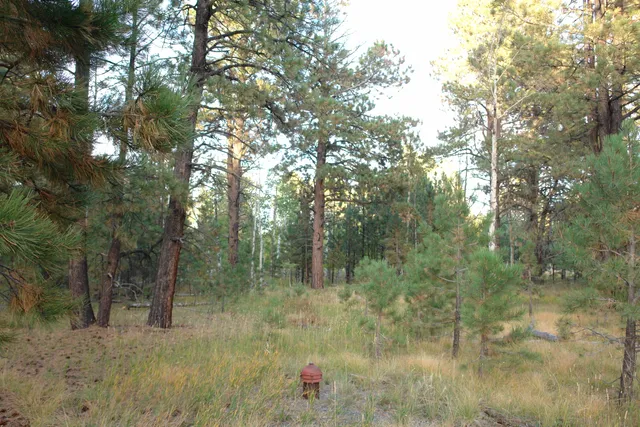 a view of a tree in a yard