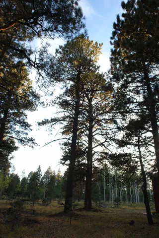 a view of a yard with trees
