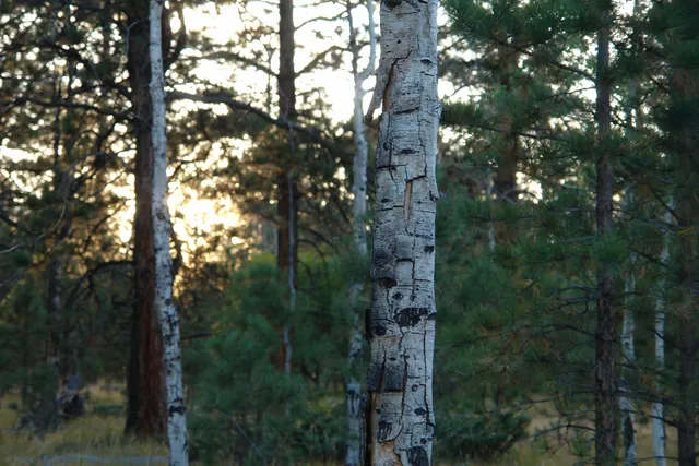 a view of a forest with trees