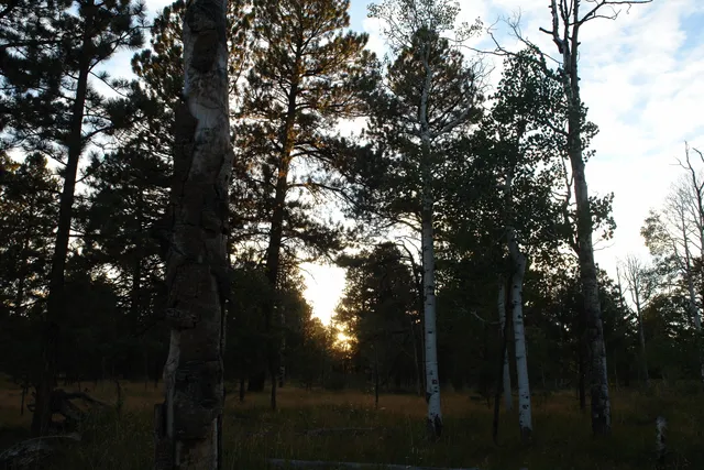 a swimming pool in middle of the forest