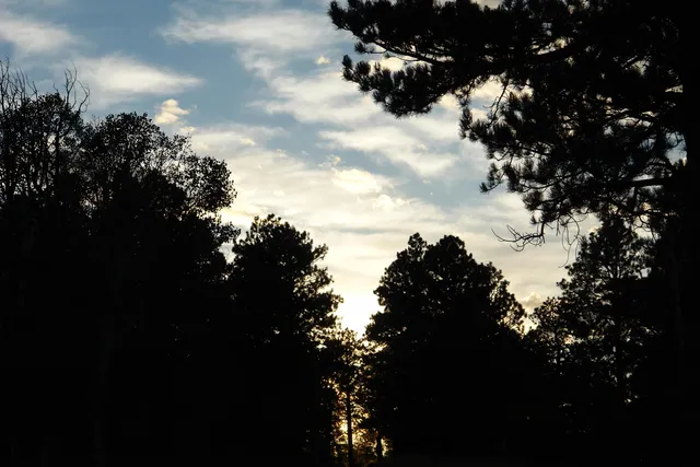 a view of a forest with a tree