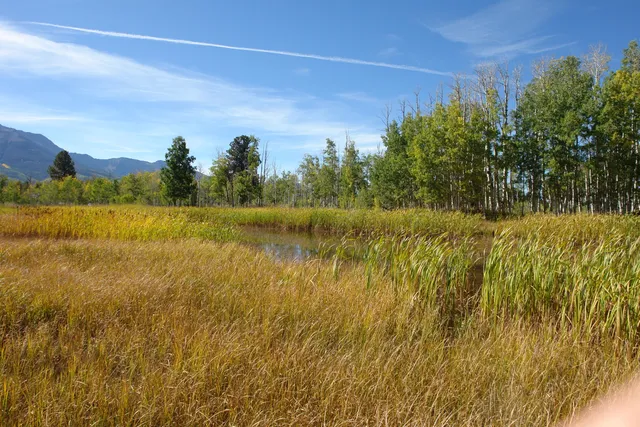 a view of park space