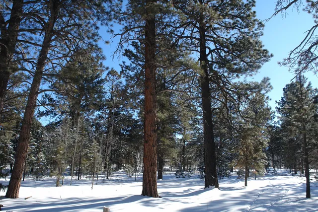 $378,000 | 80 West Piney Woods Way, Ridgway, CO 81432