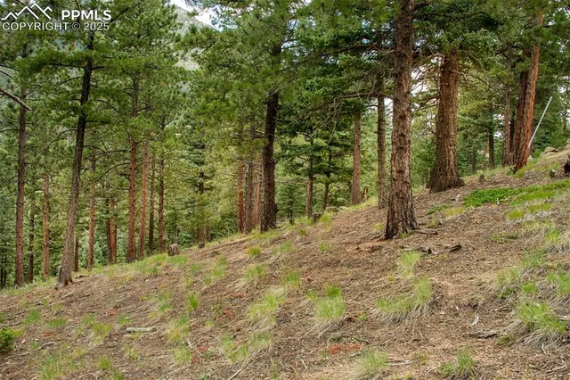 a view of a yard with trees