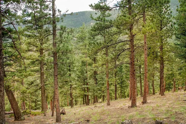 a view of a yard with trees