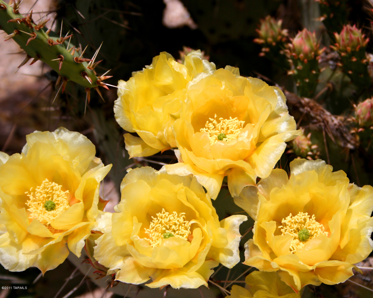 515 North Tanque Verde Loop Road Tucson, AZ 85748 - Photo 37 of 39 Gallery Image 37
