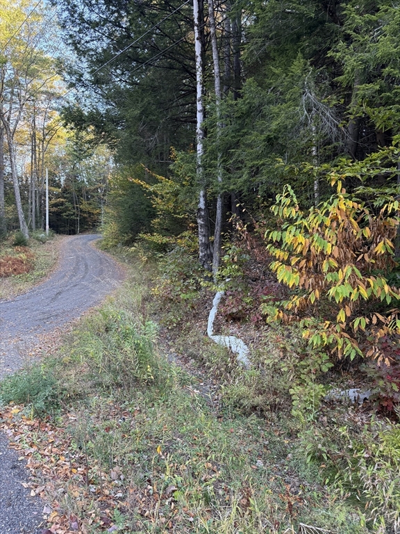 a view of a forest with trees