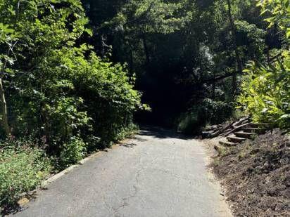 360 Rincon Way Boulder Creek, CA 95006 - Photo 5 of 5 a view of a yard covered with trees