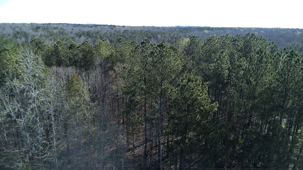 Lot 6 Boyds Mill Pond Road Laurens, SC 29360 - Photo 6 of 11