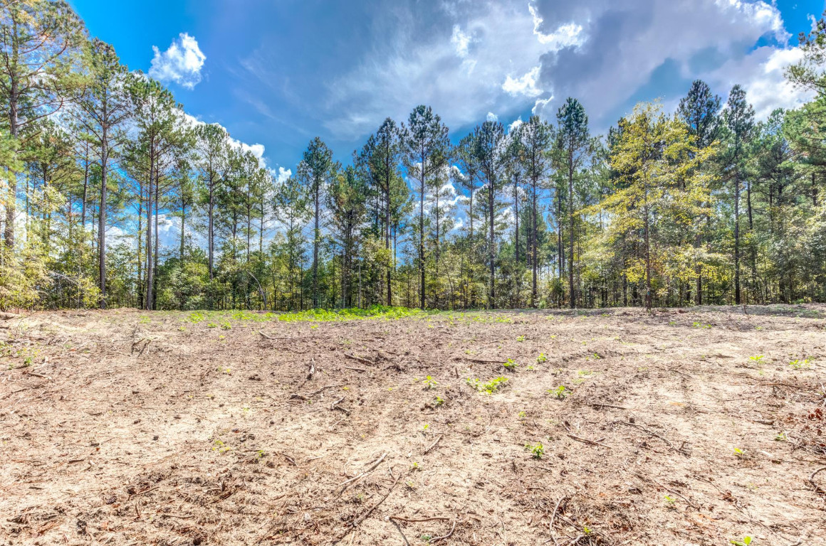 490 Whittington Road Angier, NC 27501 - Photo 3 of 19 a view of road and trees