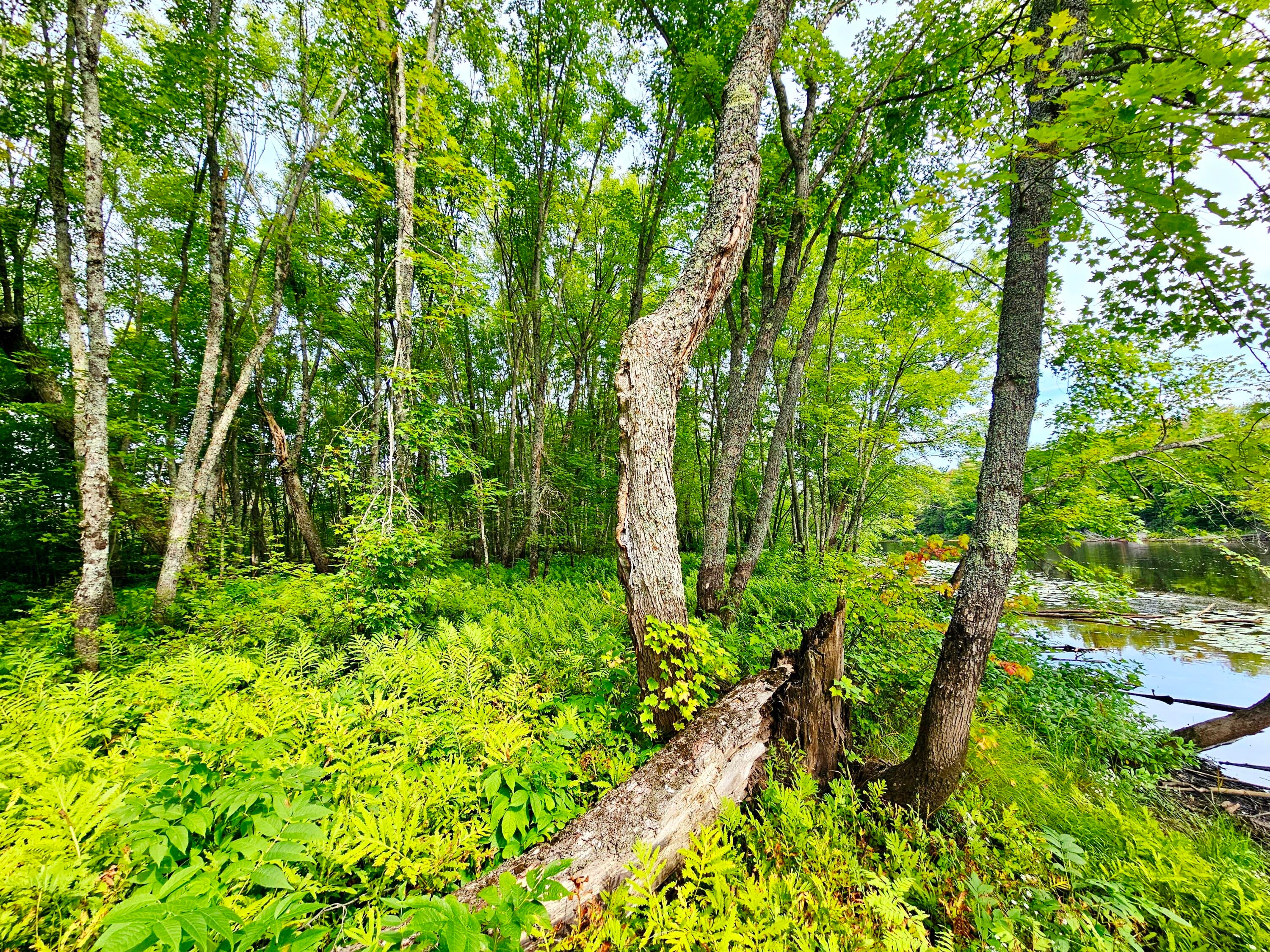 0 Smith Road Newberry, MI 49868 - Photo 6 of 31 Gallery Image 6