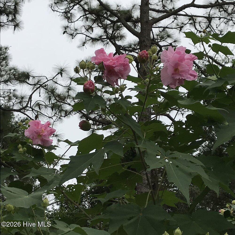 521 Baytree Road Wilmington, NC 28409 - Photo 89 of 96 Gallery Image 89