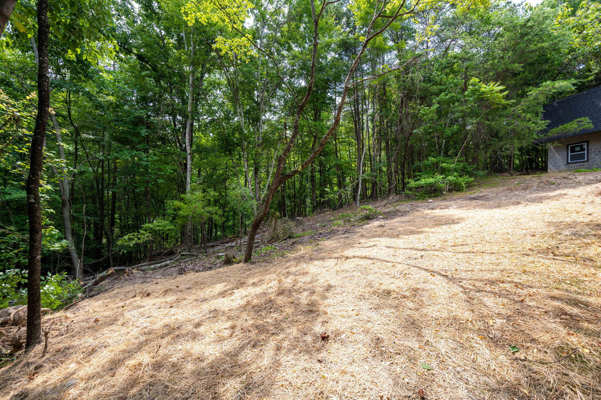 184 Hickory Drive Spring City, TN 37381 - Photo 36 of 37 36-web-or-mls-DSC_8313