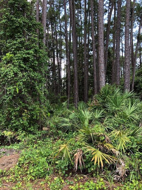 Tbd Lot 11 Tbd Circle Santa Rosa Beach, FL 32459 - Photo 3 of 13 a view of outdoor space and tree