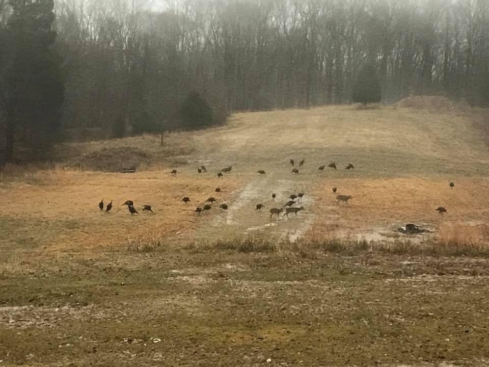 3683 Reed Road Indian Mound, TN 37079 - Photo 45 of 48 Gallery Image 45