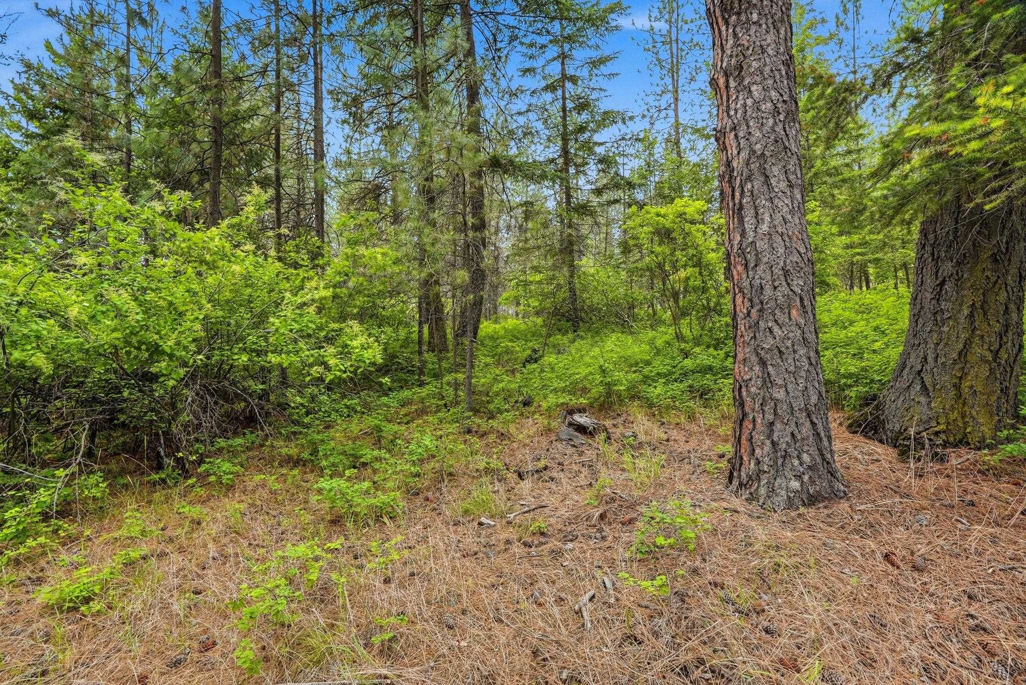 11603 East Deer Creek Road Chattaroy, WA 99003 - Photo 12 of 26