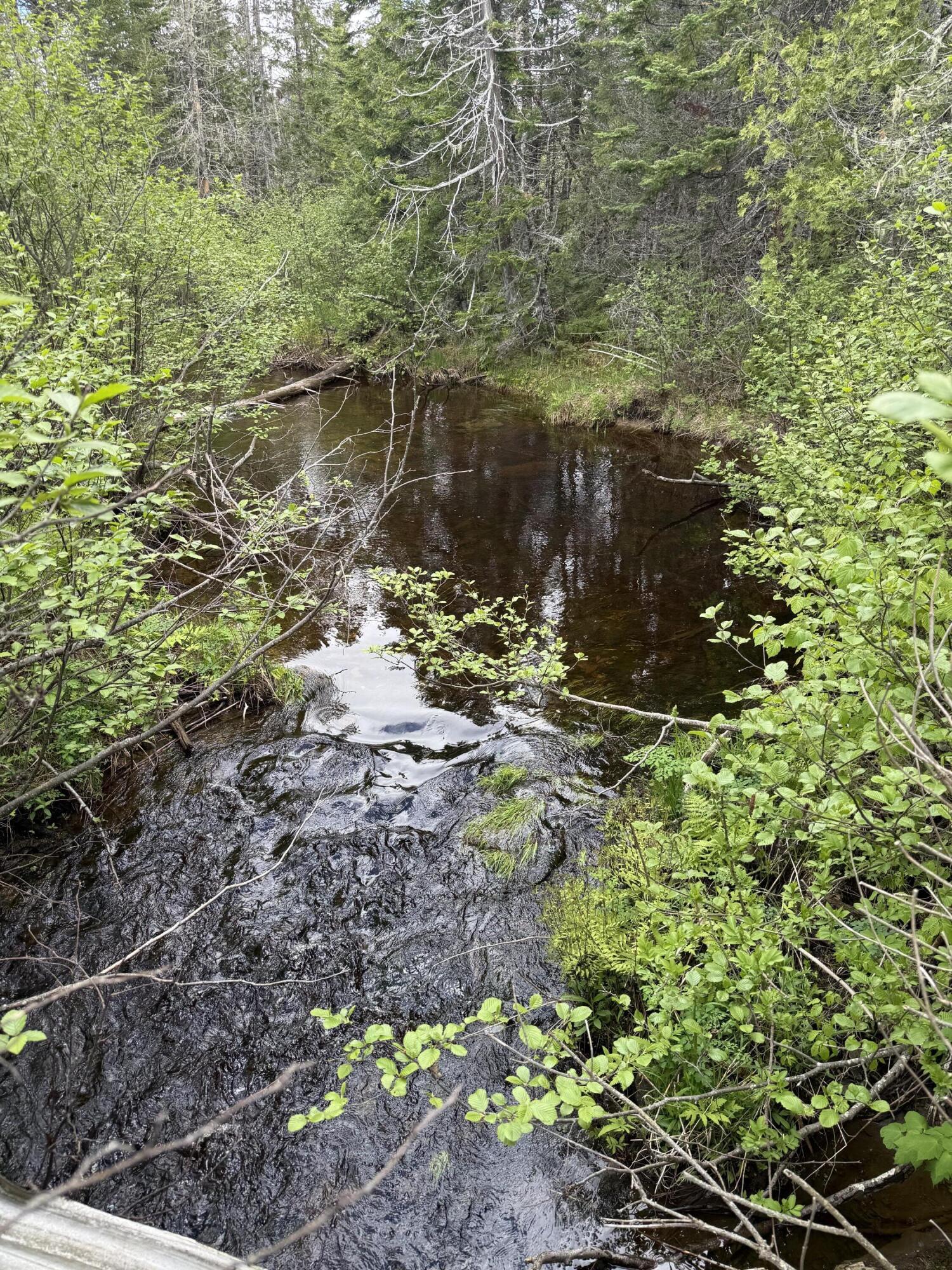 0 Dixie Road Wytopitlock, ME 04497 - Photo 4 of 8 IMG_9709