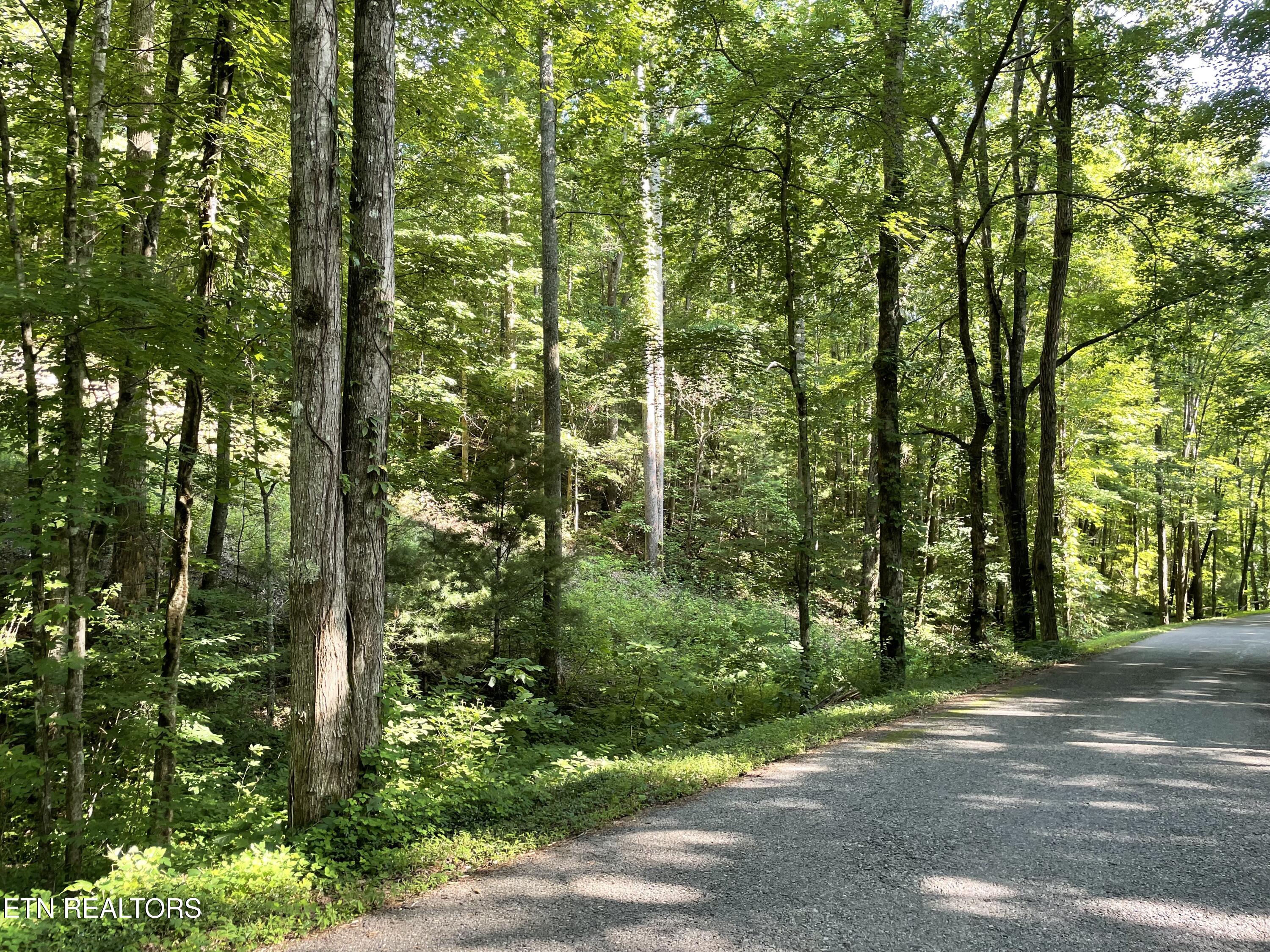 Creek Road Tellico Plains, TN 37385 - Photo 7 of 14 IMG_5114