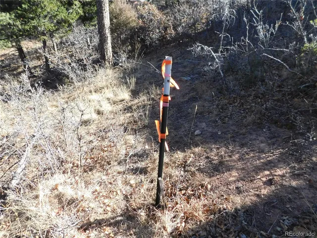 a view of a tree in a field