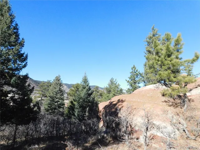 a view of a dry yard with trees in the background