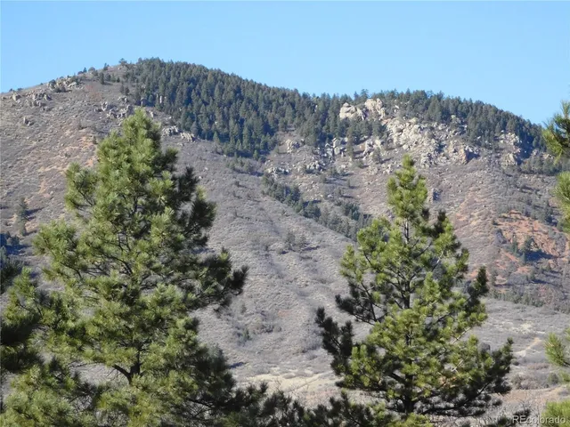 a close up of a plant in a forest