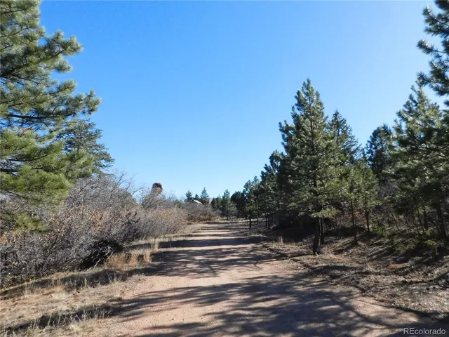 a view of a yard with large trees