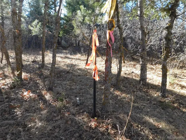 a view of a forest filled with trees