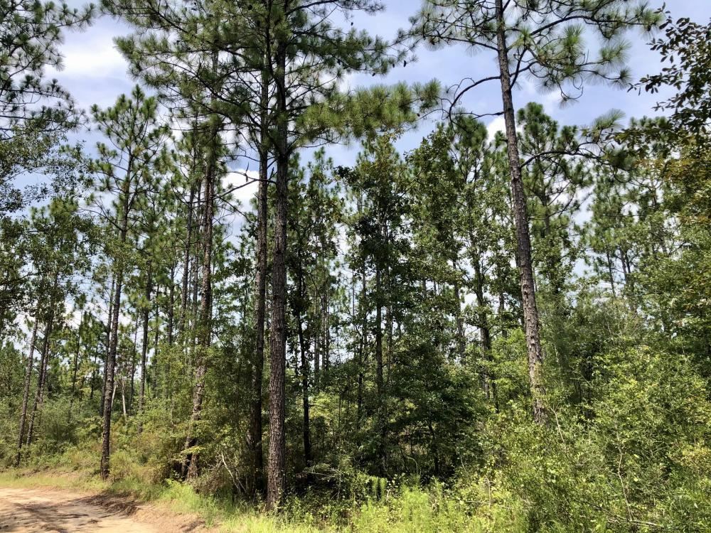 0 Private Road McIntosh, AL 36553 - Photo 5 of 21