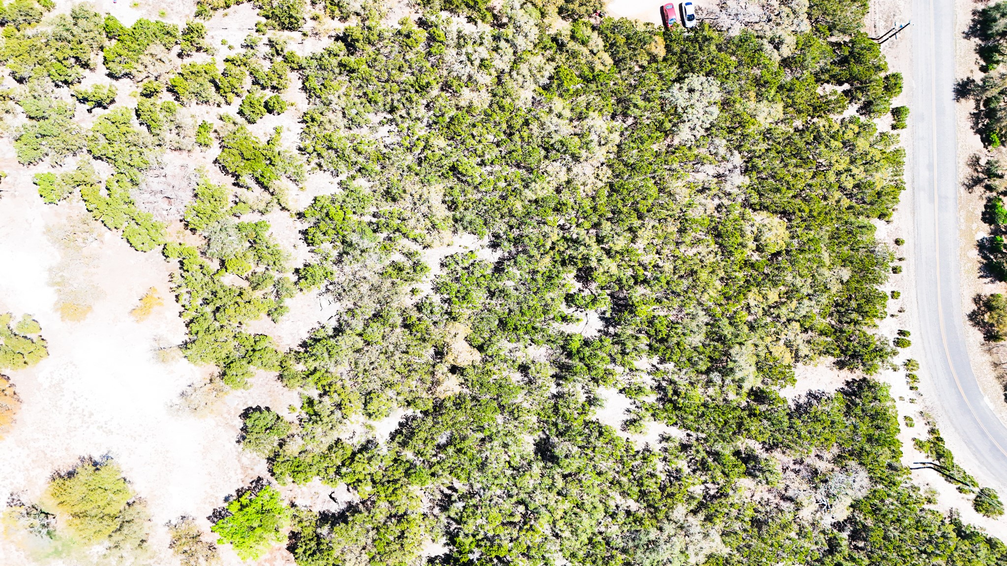 2445 Smoke Rise Canyon Bulverde, TX 78163 - Photo 4 of 13 a view of a tree with a plant