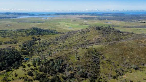a view of a forest with a tree