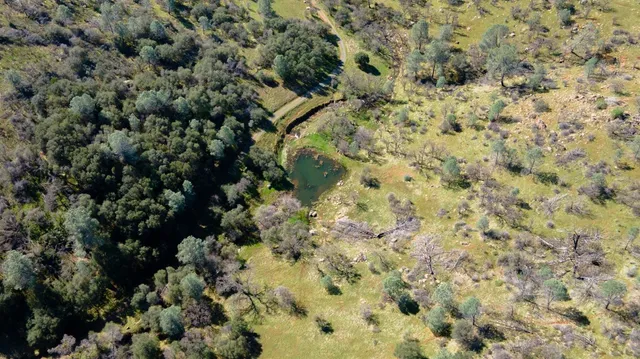 a view of a forest with a tree