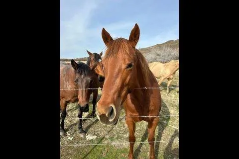 a view of a green field with lots of bushes