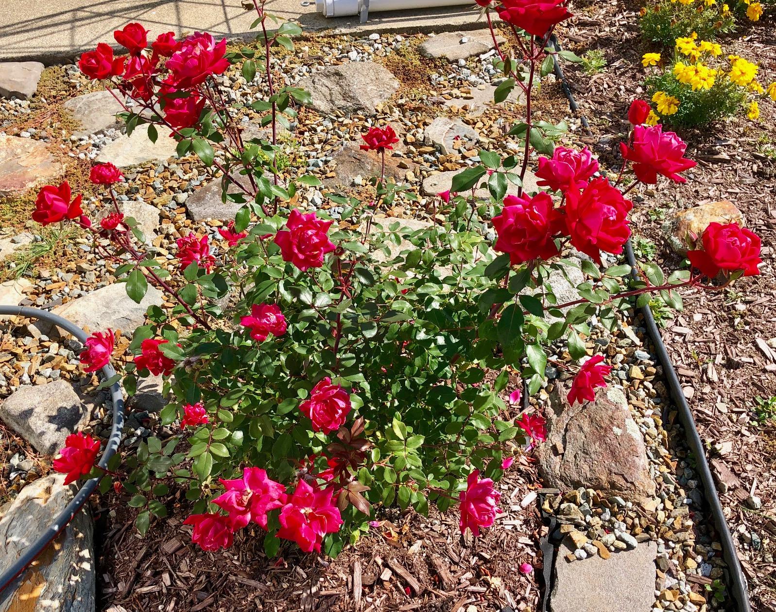 24 Minnow Brook Road Ellsworth, ME 04605 - Photo 64 of 74 Landscaping near patio