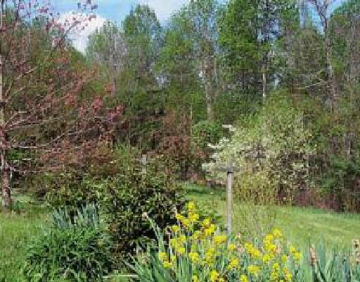 536 Wild Cherry Road Northeast Pilot, VA 24138 - Photo 5 of 5 a view of a lush green space