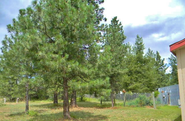 39919 North Division Road Deer Park, WA 99006 - Photo 15 of 20 Gallery Image 15