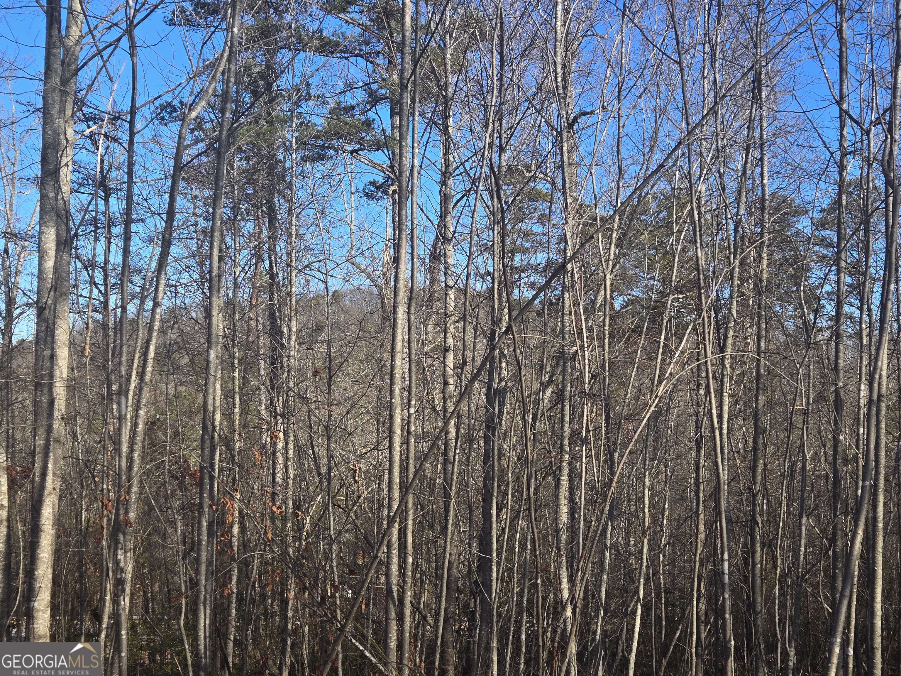 2994 Cannon Bridge Road Demorest, GA 30535 - Photo 34 of 36 a view of backyard with wooden fence and plants