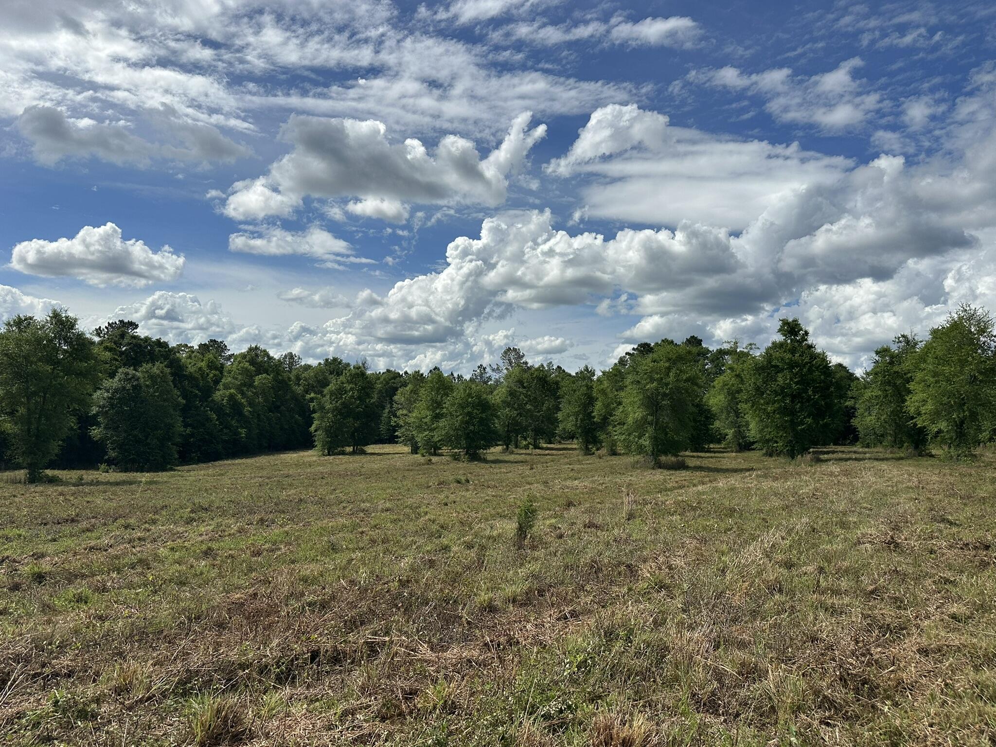 20 / New Ebenezer Road Florala, AL 36442 - Photo 6 of 6 IMG_0062