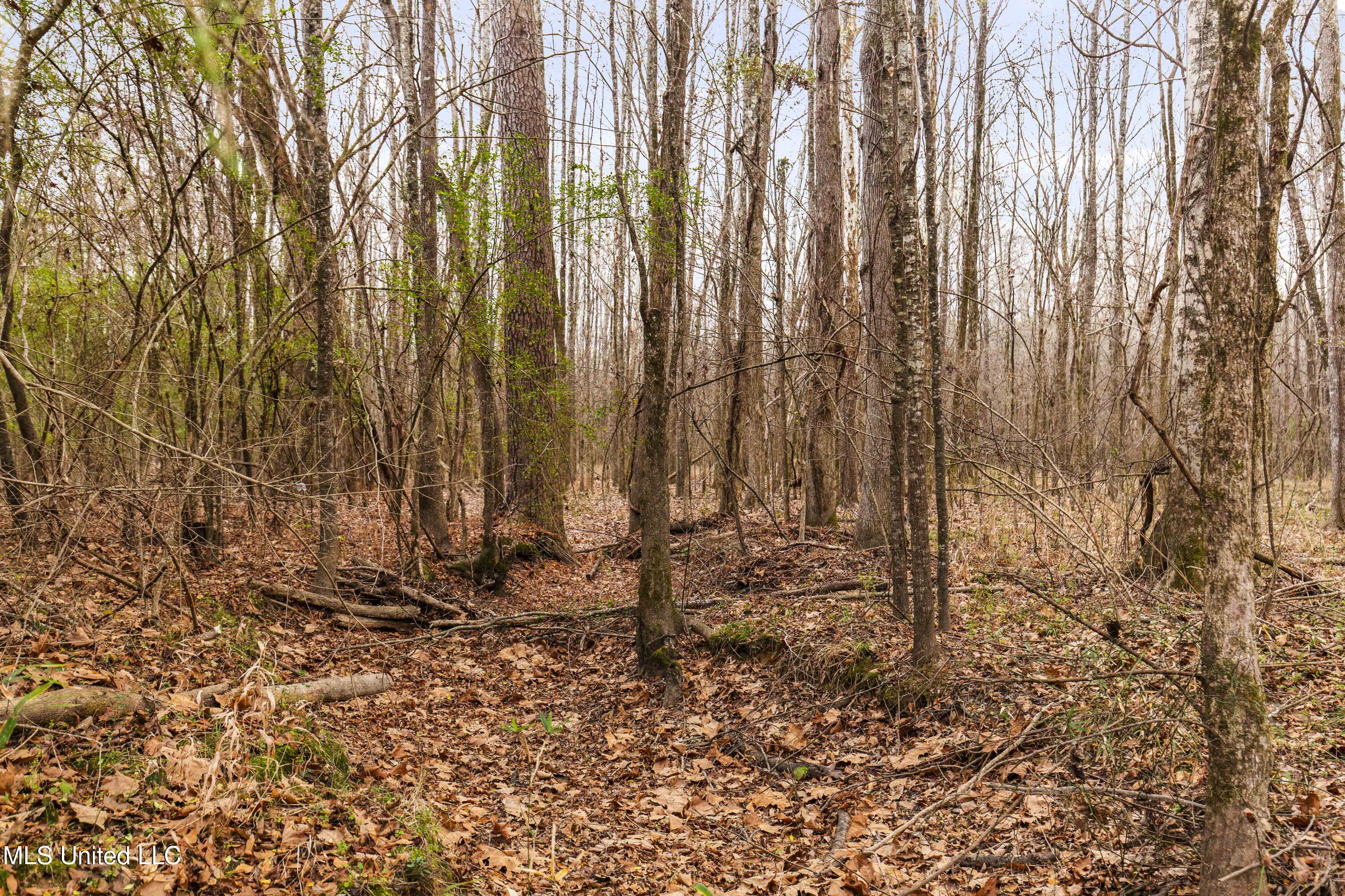 Mt Pilgrim Road Camden, MS 39045 - Photo 11 of 74 Camden-50 Acres-9