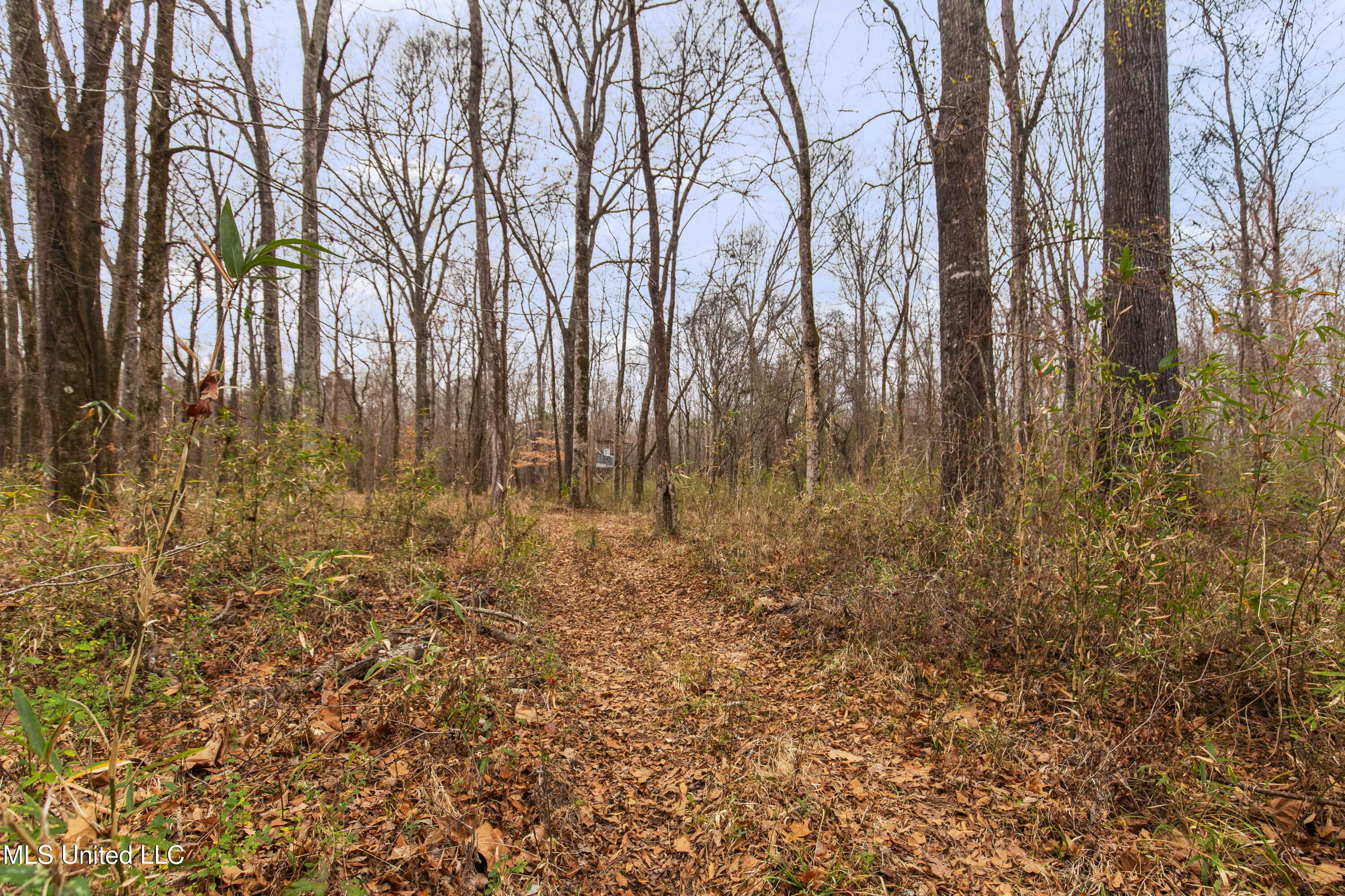 Mt Pilgrim Road Camden, MS 39045 - Photo 12 of 74 Camden-50 Acres-10