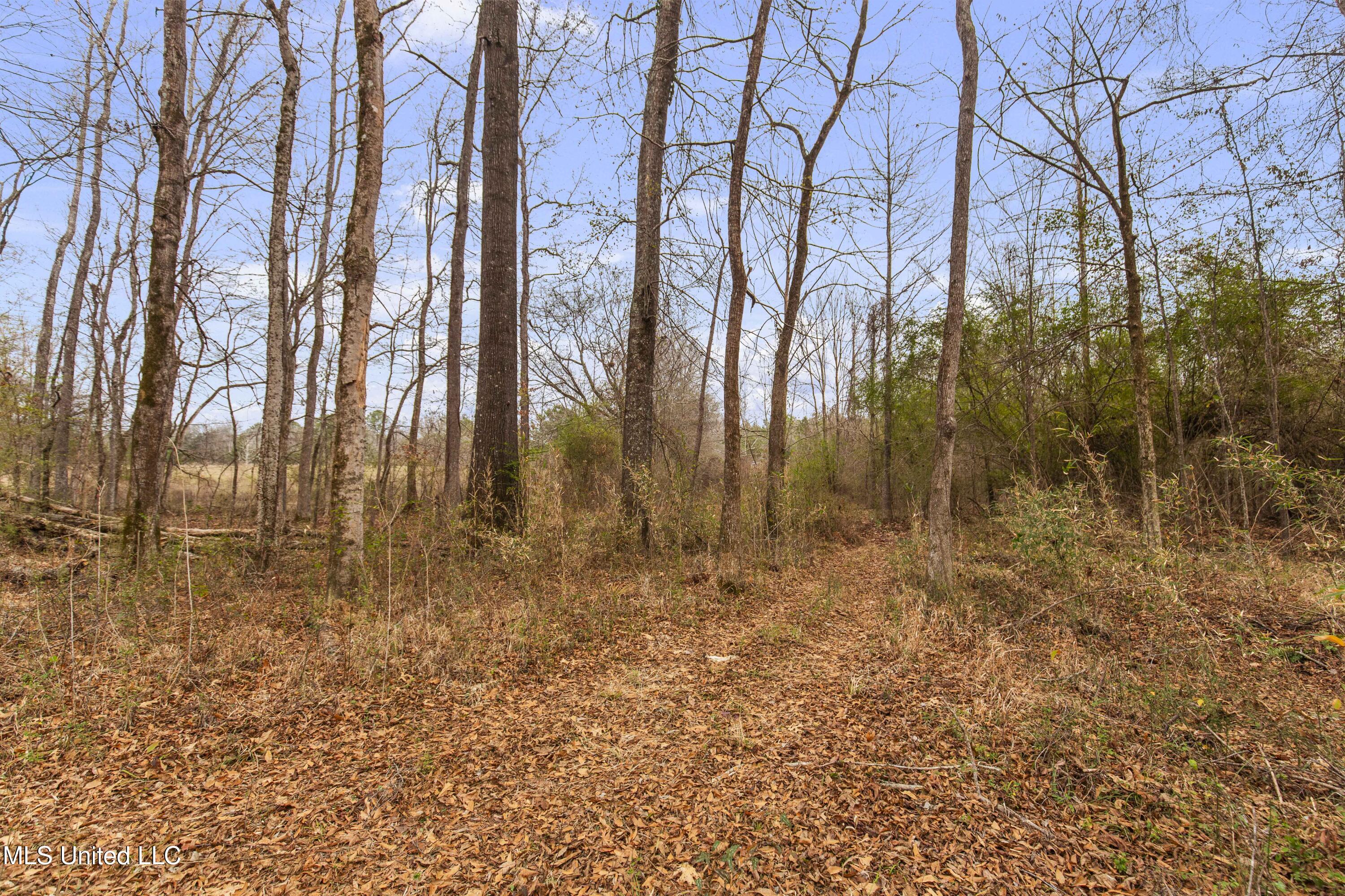 Mt Pilgrim Road Camden, MS 39045 - Photo 13 of 74 Camden-50 Acres-11